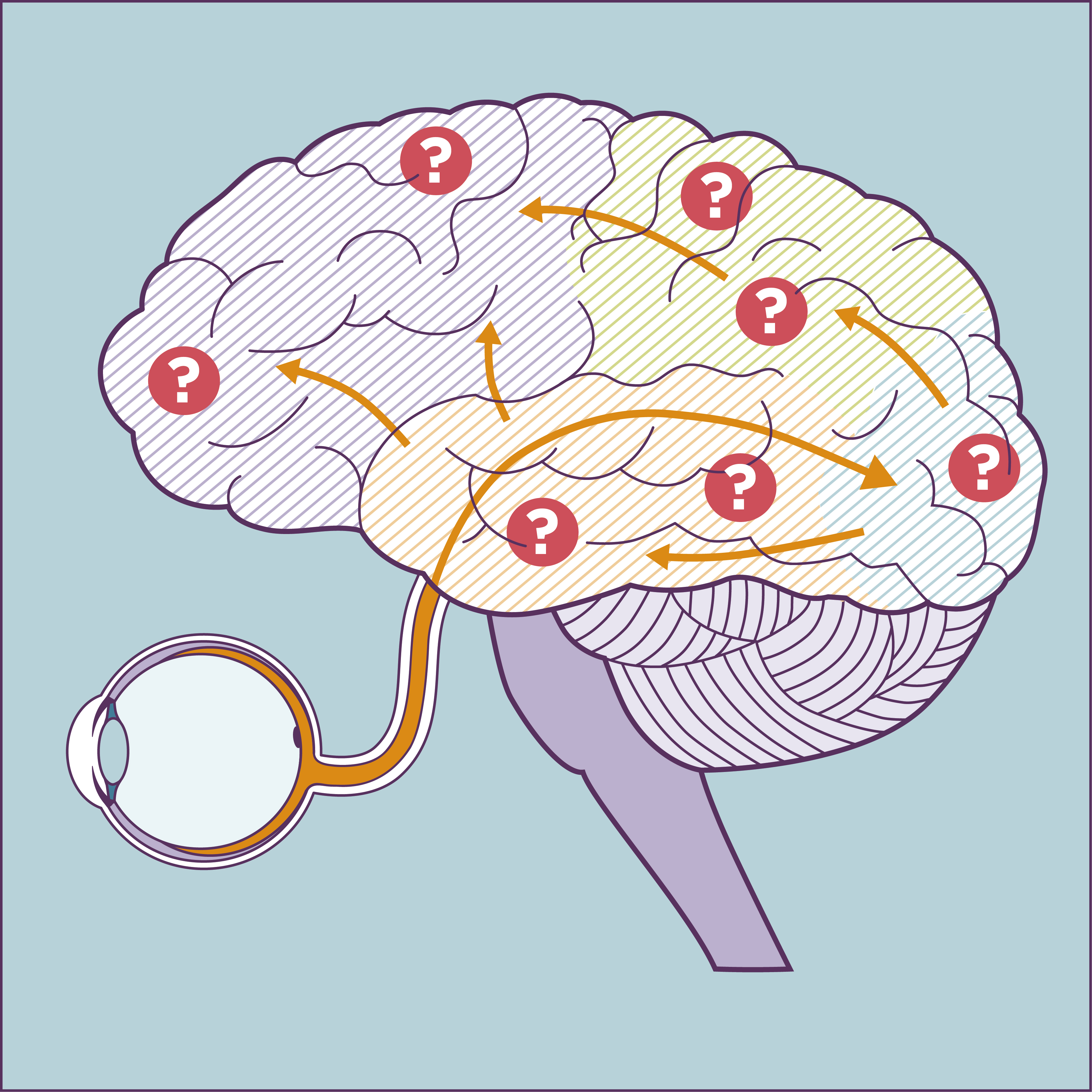 Schematische illustratie van een hersenprofiel, met een oog dat via de oogzenuw verbonden is aan de hersenen. In de hersenen verspreiden pijlen zich in verschillende richtingen, met vraagtekens op meerdere plekken. Dit beeldt uit hoe visuele informatie bij CVI of NAH niet goed wordt verwerkt in de hersenen, ondanks dat de ogen zelf functioneren. De pijlen symboliseren de verstoorde visuele verwerking, en de vraagtekens staan voor verwarring of gemiste informatie.